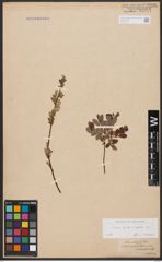 Foto von Salix aurita L. x Salix repens L.